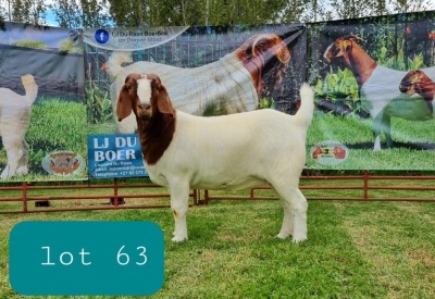 1X BOER GOAT DOE FLOCK LJ DU RAAN & SONS