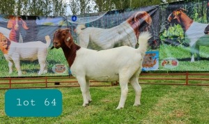 1X BOER GOAT DOE Pregnant - FLOCK LEON DU RAAN