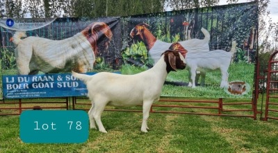 1X BOER GOAT DOE Pregnant - STUD LJ DU RAAN & SONS