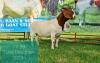 1X BOER GOAT DOE FLOCK LJ DU RAAN & SONS