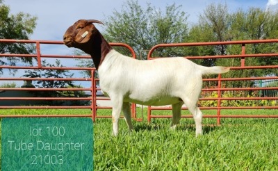 1X BOER GOAT DOE LEON DU RAAN