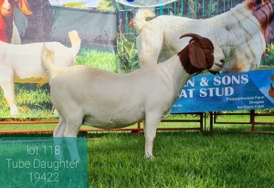 1X BOER GOAT DOE FLOCK LJ DU RAAN & SONS