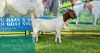 1X BOER GOAT DOE FLOCK LJ DU RAAN & SONS