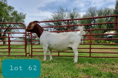 1X BOER GOAT DOE Pregnant - FLOCK LEON DU RAAN