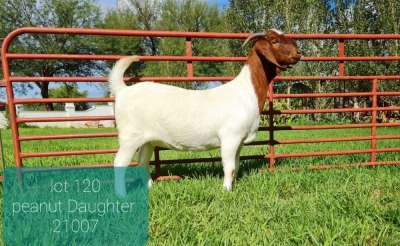 1X BOER GOAT DOE FLOCK LEON DU RAAN