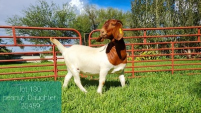 1X BOER GOAT DOE PS LJ DU RAAN & SONS