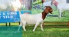 1X BOER GOAT DOE Pregnant - FLOCK LJ DU RAAN & SONS