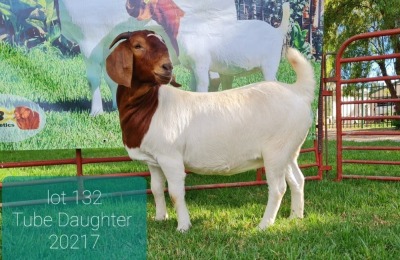 1X BOER GOAT DOE FLOCK LEON DU RAAN