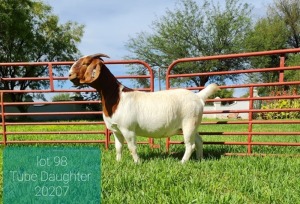 1X BOER GOAT DOE Pregnant - FLOCK LEON DU RAAN