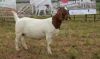 1X BOER GOAT DOE Pregnant - STUD PIETER SMITH