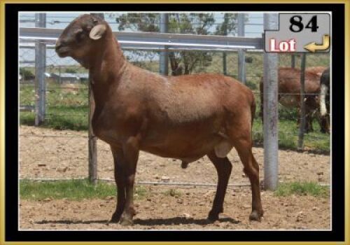LOT 84 1X MEATMASTER RAM