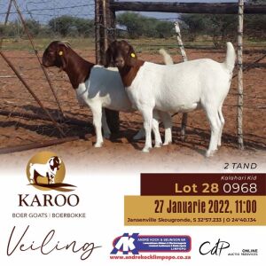 1X BOERBOK OOI/EWE Stoet - Dragtig KALAHARI KID BOERBOKSTOET 