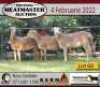 3X OOI/EWE KERN MEATMASTERS 2x Pregnant(Buy per piece to take the lot) - 2