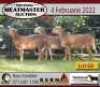 3X OOI/EWE KERN MEATMASTERS 2x Pregnant(Buy per piece to take the lot) - 3