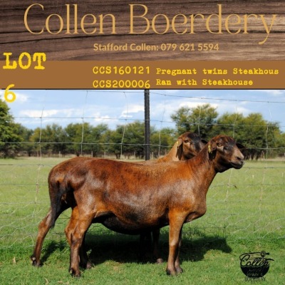 2+1X OOI/EWE COLLEN BOERDERY (Buy per piece to take the lot)