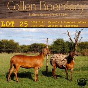 3X OOI/EWE COLLEN BOERDERY 2xPregnant (Buy per piece to take the lot)