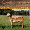 3X OOI/EWE COLLEN BOERDERY 2xPregnant (Buy per piece to take the lot) - 2
