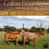 3X OOI/EWE COLLEN BOERDERY 2xPregnant (Buy per piece to take the lot) - 3