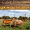 3X OOI/EWE COLLEN BOERDERY 2xPregnant (Buy per piece to take the lot) - 3