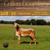 3X OOI/EWE COLLEN BOERDERY 2xPregnant (Buy per piece to take the lot) - 4