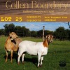 3X OOI/EWE COLLEN BOERDERY 2xPregnant (Buy per piece to take the lot) - 5