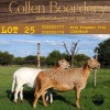 3X OOI/EWE COLLEN BOERDERY 2xPregnant (Buy per piece to take the lot) - 6