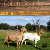 3X OOI/EWE COLLEN BOERDERY 2xPregnant (Buy per piece to take the lot) - 7