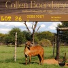 1X OOI/EWE COLLEN BOERDERY - 2