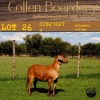 1X OOI/EWE COLLEN BOERDERY - 3