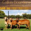 1X OOI/EWE COLLEN BOERDERY - 6