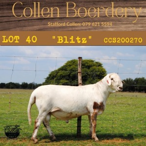 1X RAM COLLEN BOERDERY