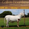 1X RAM COLLEN BOERDERY - 2