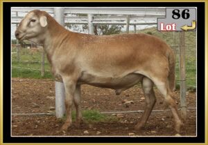 LOT 86 1X MEATMASTER RAM