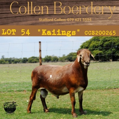 1X RAM COLLEN BOERDERY