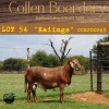 1X RAM COLLEN BOERDERY - 3