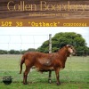 1X RAM COLLEN BOERDERY - 2