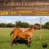 1X OOI/EWE COLLEN BOERDERY Pregnant