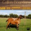 1X OOI/EWE COLLEN BOERDERY Pregnant - 2