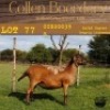 1X OOI/EWE COLLEN BOERDERY Pregnant - 3