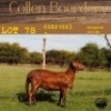 2X OOI/EWE COLLEN BOERDERY (Buy per piece to take the lot) - 2