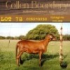 2X OOI/EWE COLLEN BOERDERY (Buy per piece to take the lot) - 6