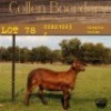 2X OOI/EWE COLLEN BOERDERY (Buy per piece to take the lot) - 7