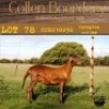 2X OOI/EWE COLLEN BOERDERY (Buy per piece to take the lot) - 9
