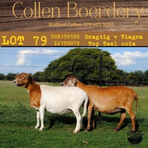 1X OOI/EWE COLLEN BOERDERY Pregnant