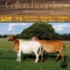 1X OOI/EWE COLLEN BOERDERY Pregnant
