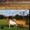1X OOI/EWE COLLEN BOERDERY Pregnant - 3
