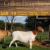 1X OOI/EWE COLLEN BOERDERY Pregnant - 4