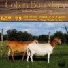 1X OOI/EWE COLLEN BOERDERY Pregnant - 5