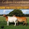 1X OOI/EWE COLLEN BOERDERY Pregnant - 6