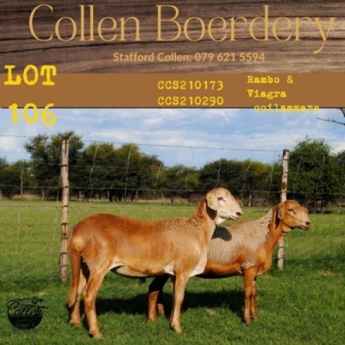 1X OOI/EWE COLLEN BOERDERY 
